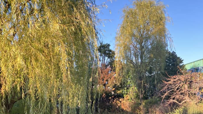 晩秋の天空庭園・重林寺のイチョウ