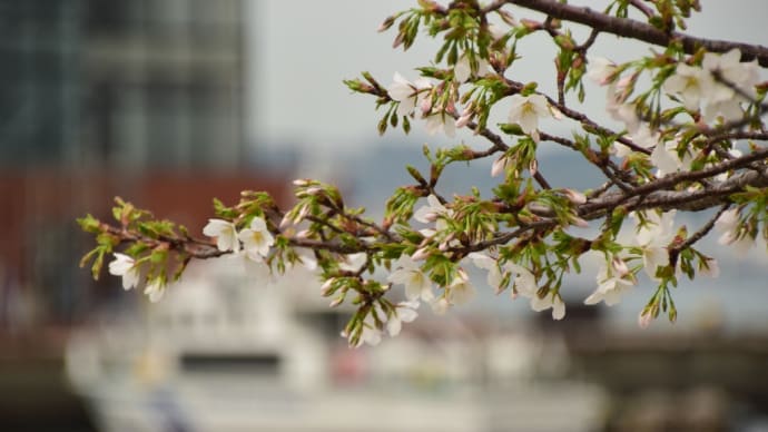 桜と巡視艇・・門司港レトロ