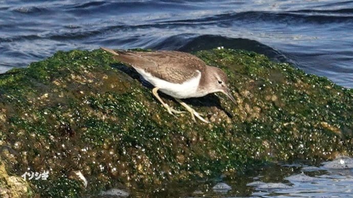 02/06探鳥記録写真-3:遠賀川河口の鳥たち(イソシギ、イソヒヨドリ、マガモ、)
