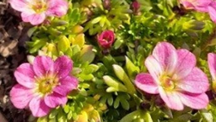 今日の庭*ピンクの小花が可愛いクモマグサと庭木の剪定をしましたぁ~(^O^)/