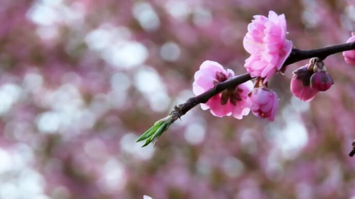サクラからハナモモに主役交代