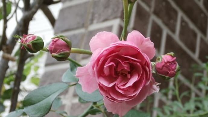 ポンポネッラ☆花保ちの良い薔薇は助かります&映画ワンピース「フィルムレッド」
