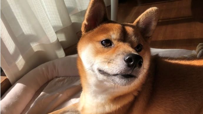 即位パレードの日の柴犬の巻