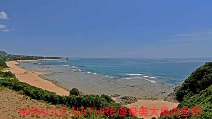 ハマボッス咲き乱れる浜辺:土浜海岸