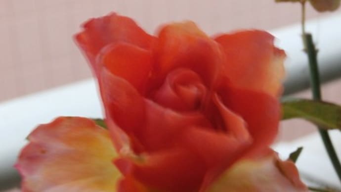 切り花品種ブラッドオレンジ+と咲いてる花々＆どうか奇跡が起こりますように！
