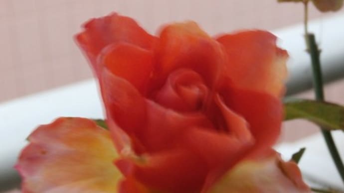 切り花品種ブラッドオレンジ+と咲いてる花々&どうか奇跡が起こりますように!