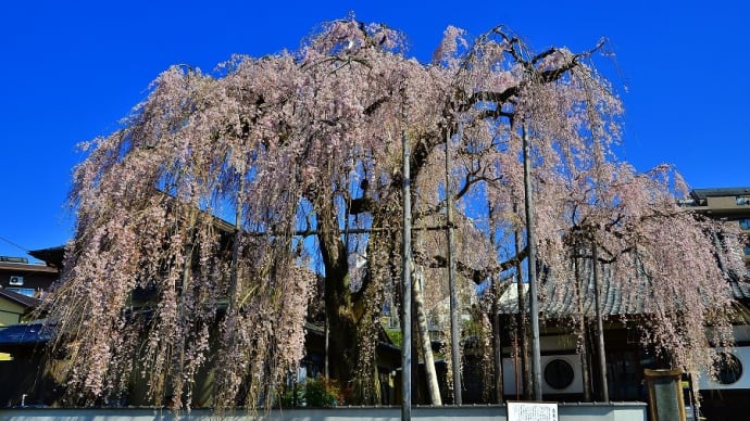 八王子の古木桜巡り 「高楽寺」