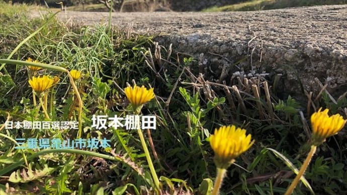 谷間のミツマタ~三重県亀山市坂本棚田