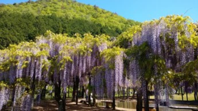 藤公園でタコ焼き