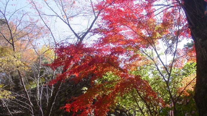 絶景なる小諸城址公園「悠久の石垣と紅葉」