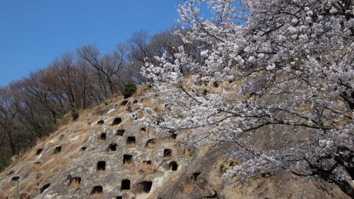吉見百穴と桜