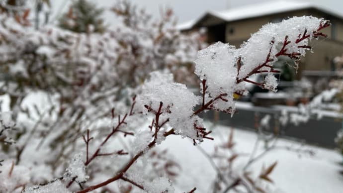 朝起きると想定外の外の雪景色に唖然、それも束の間