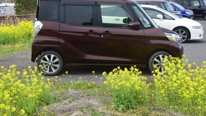 菜の花と 日産デイズルークス(ROOX)