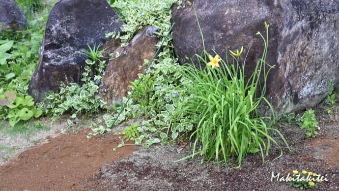 今年も咲いたニッコウキスゲと蔓日々草（刈払機２タンクで気持ち良い汗をかいた）