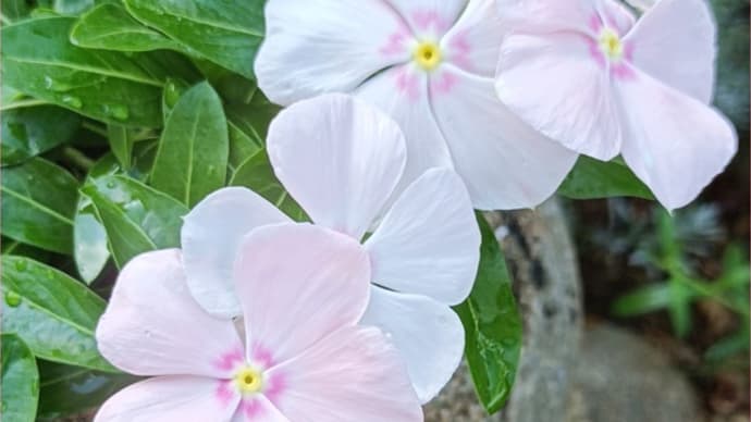 涼し気で素敵な夏の花&ハンギングのマムが咲きだしました*