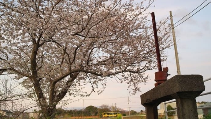 自転車に乗って桜を撮ってみる