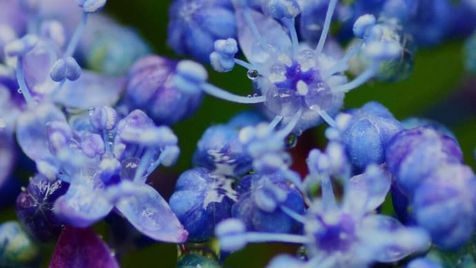 ●我が家の6月の花(2) 台風の影響で雨 ヤマアジサイ・藍姫 イングリッシュラベンダー ベロニカ・ロイヤルキャンドル シラン 八重のドクダミ