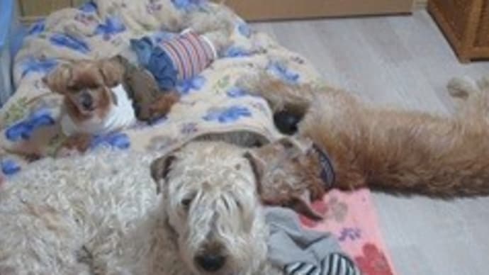 今日もウィートン父子は、眠たいんです!