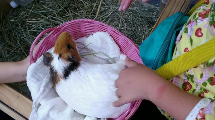 #大宮夏祭り #大宮西口  #大宮国際動物専門学校