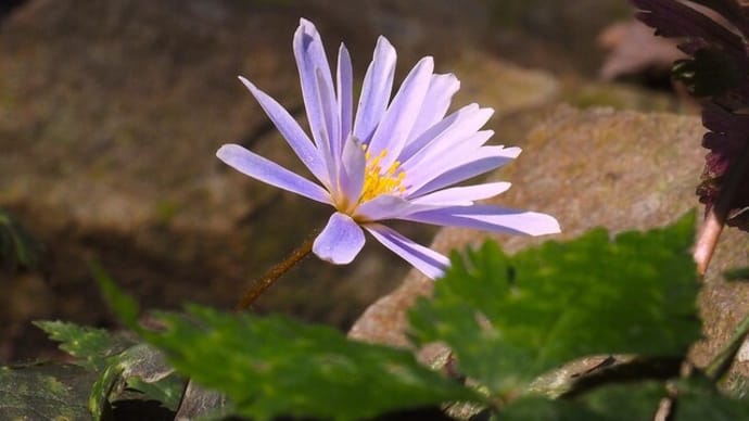 ユキワリイチゲとアワコバイモ