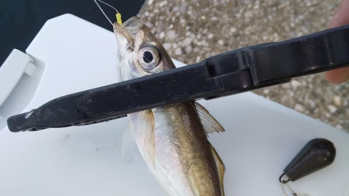 投げサビキで短時間シャクシャク!! 朝&夕まずめのアジ