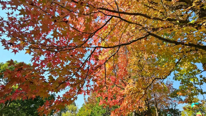 湊山公園も紅葉が始まりましたよ♪