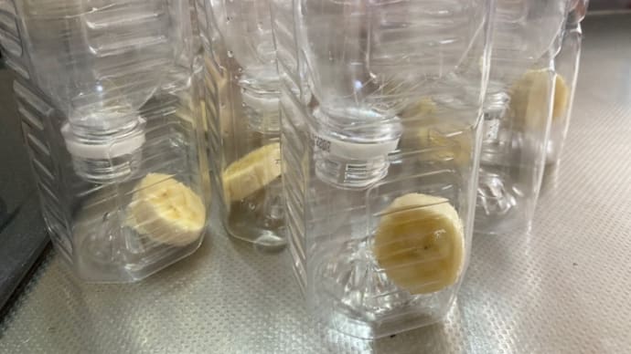 虫捕りの週末