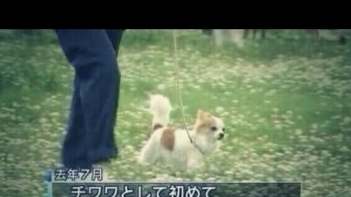 警察犬こと(≧▽≦)