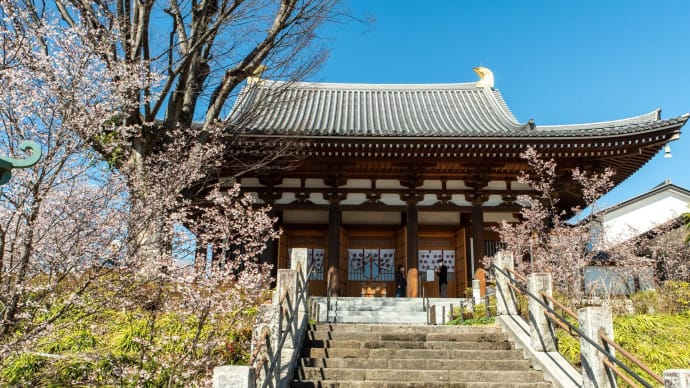 弥生の春分　石上寺の熊谷桜を愛でる