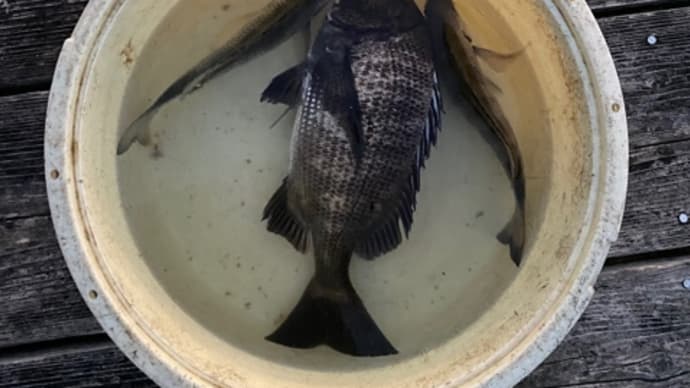 本日の釣果