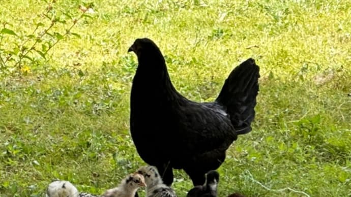 お母さん と 子供達