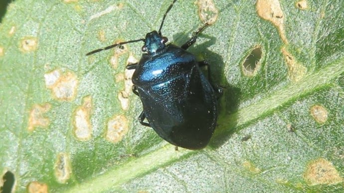 ルリクチブトカメムシと再会! ~瑠璃色のハンター~