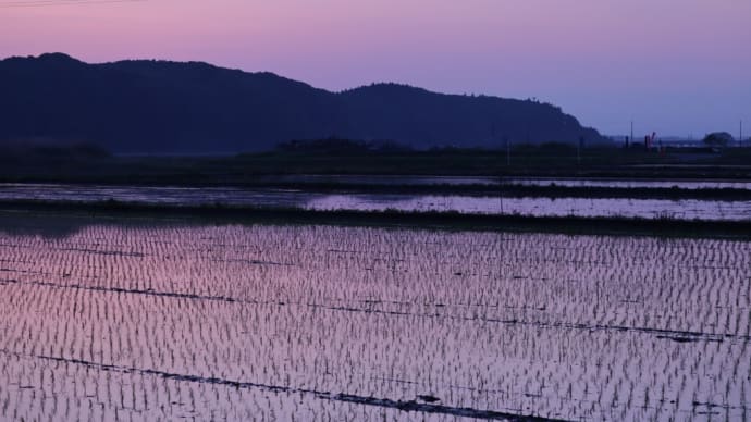 親戚の田植えを手伝いました。