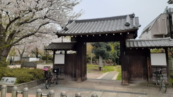 門と蔵のある広場の桜
