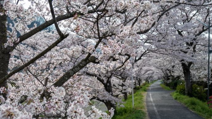 岡山県桜の名所 井原堤(いばらづつみ) 岡山県井原市井原町