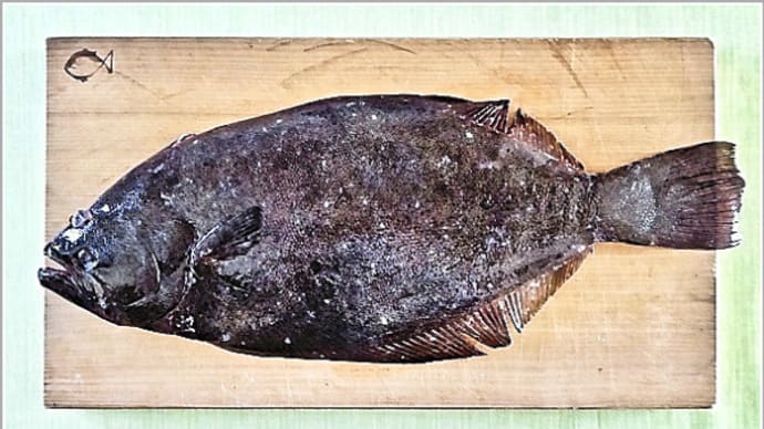 刺身で食した北海道余市産ヒラメは、残りがフライと煮付けで夕餉の食卓に＝投稿が遅れました