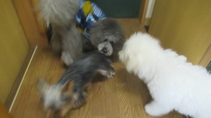 21/08/17 犬の幼稚園BuddyDog
