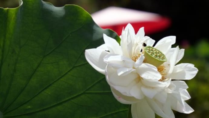 越前花蓮園のハスの花 (1)