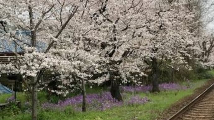 桜の花と線路と電車