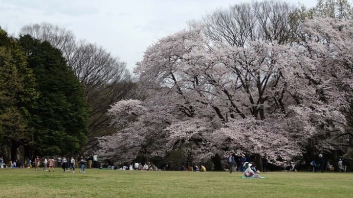 多摩川周辺の花 春⑤~シャガ、バイカカラマツ、タムシバ、モモ、サクラ等