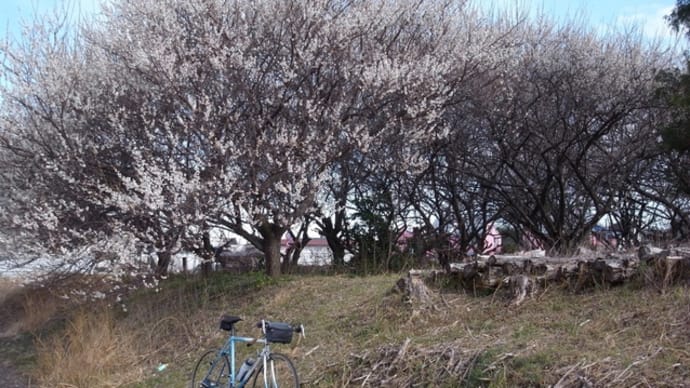 花粉と向かい風