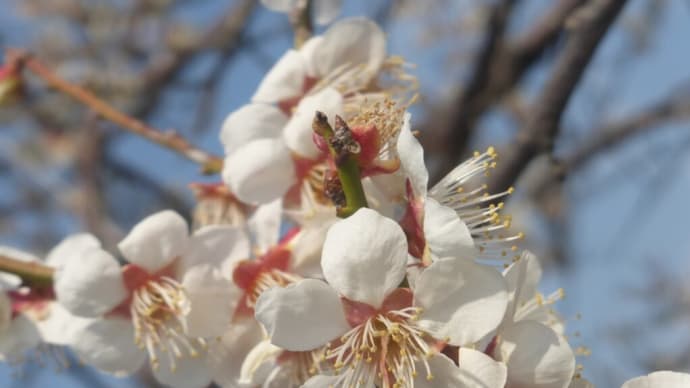 小梅の花