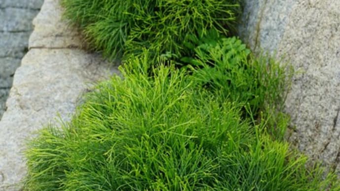 シダ植物:松葉蘭