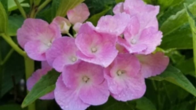 梅雨に似合う花、紫陽花が開花