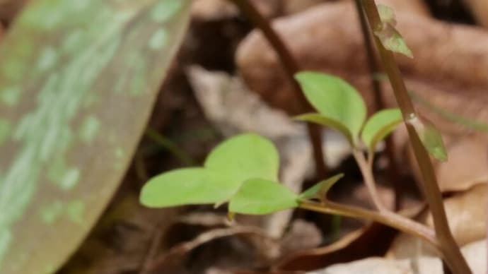 六甲高山植物園で早春の花々を観察(PartⅡ)