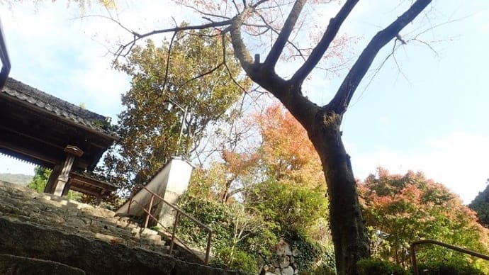 前回の カメラ講座からの 阿弥陀寺カメラ散策 2回目です!
