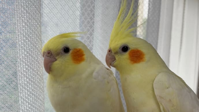 ご予約受付中❣️オカメインコ