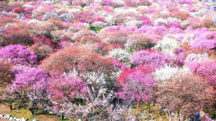 いなべ市 梅まつり