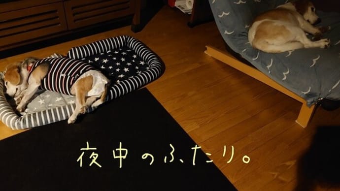 おうちの中の平和な時間。
