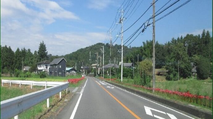 彼岸花街道